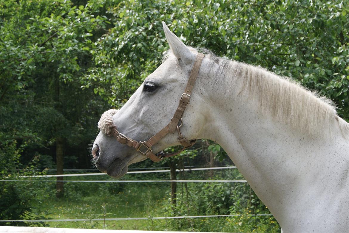 Dansk Varmblod La-Troya billede 1