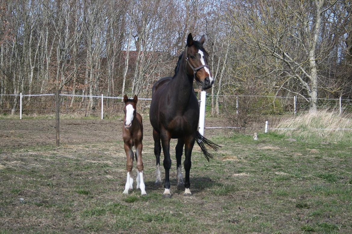 Tysk Oldenburger Martinell - April 2012 billede 7
