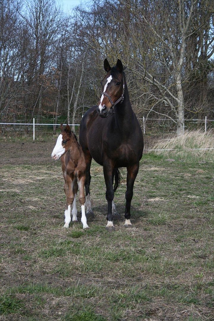 Tysk Oldenburger Martinell - April 2012 billede 8