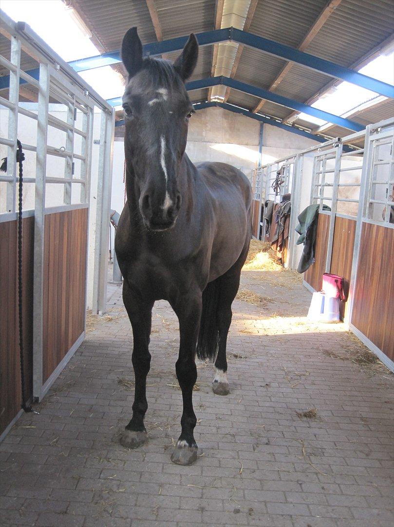 Anden særlig race Mowgli - Så er han endelig kommet af med vinterpelsen. Der var godt nok en lækker sort hest inden under. billede 1