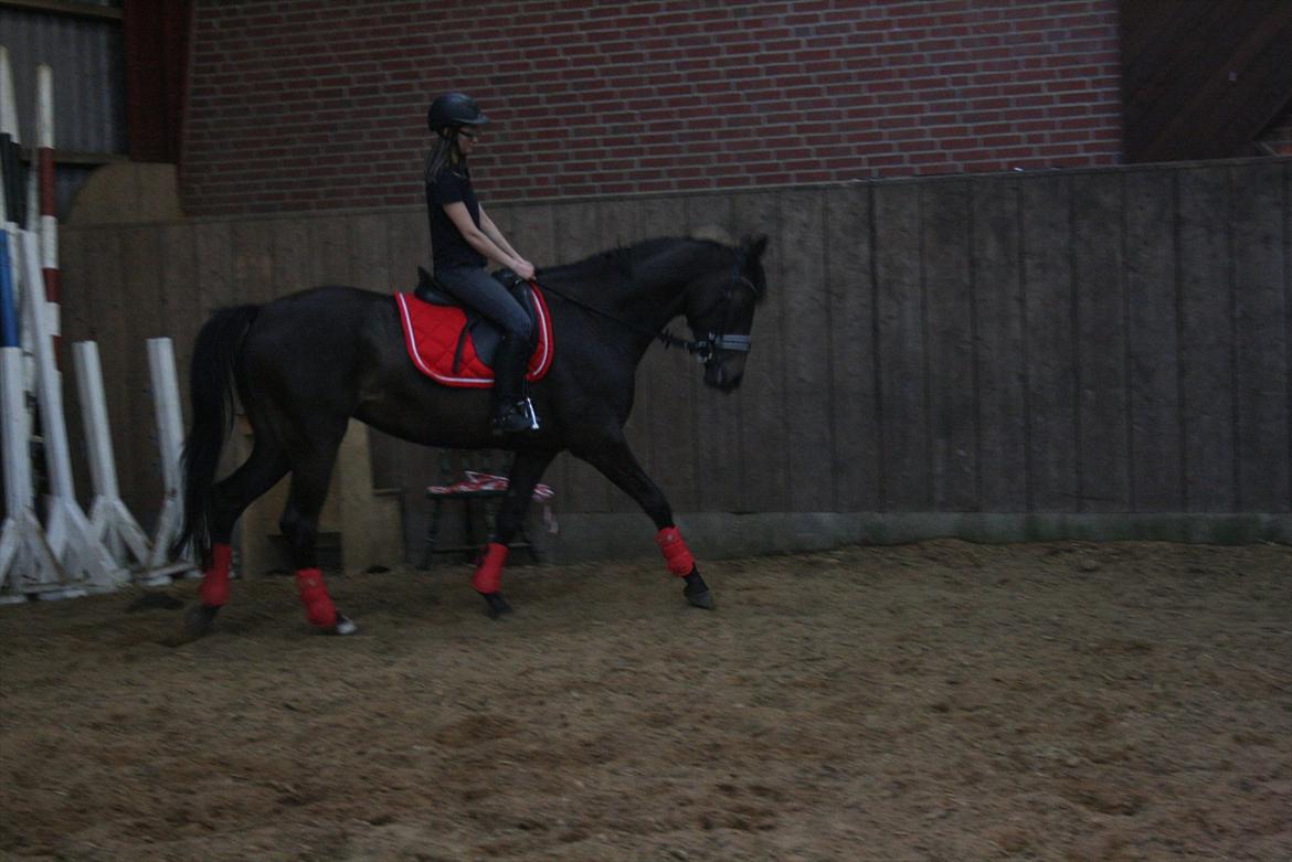 Holstener Iris Von Harknag billede 5