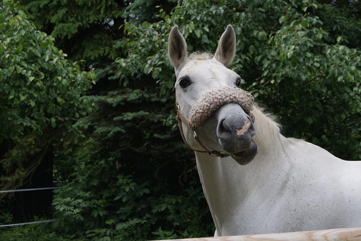 Dansk Varmblod La-Troya billede 2