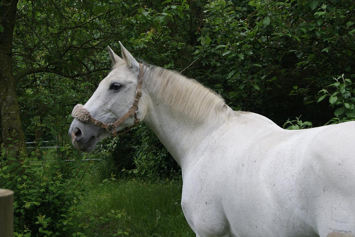 Dansk Varmblod La-Troya billede 3