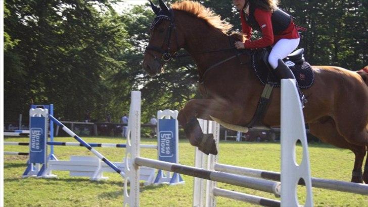 Dansk Varmblod Elmegårdens Akan - Akan - sydjysk horseshow 2012 billede 2