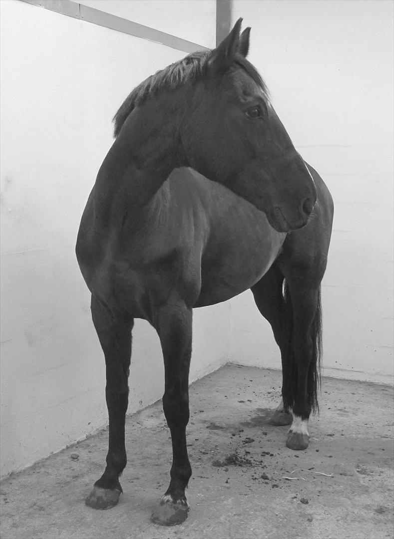 Anden særlig race Mowgli - Han bliver altid stående. meget sød hest at omgås. billede 3