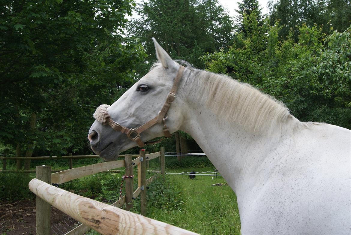 Dansk Varmblod La-Troya billede 4