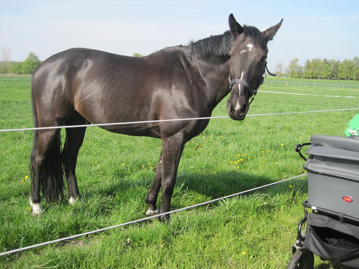 Anden særlig race Mowgli - Han er virkelig blevet skindende...  billede 4