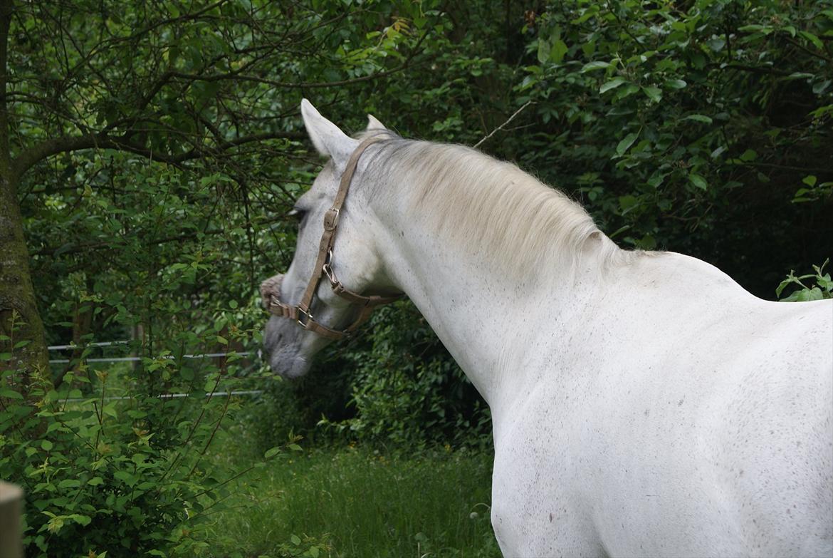 Dansk Varmblod La-Troya billede 5