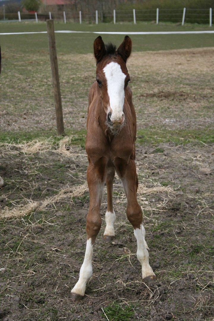 Dansk Varmblod Don O'Nico R billede 2