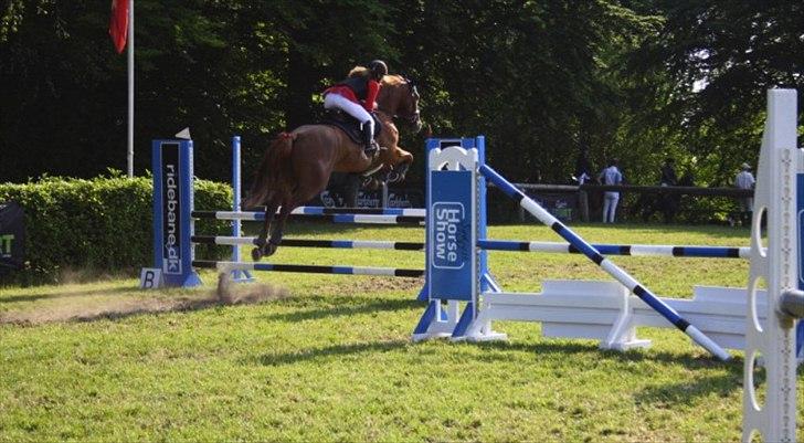 Dansk Varmblod Elmegårdens Akan - LB** billede 3