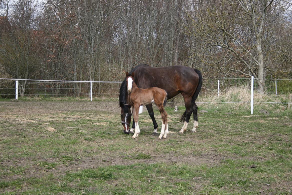 Dansk Varmblod Don O'Nico R billede 4