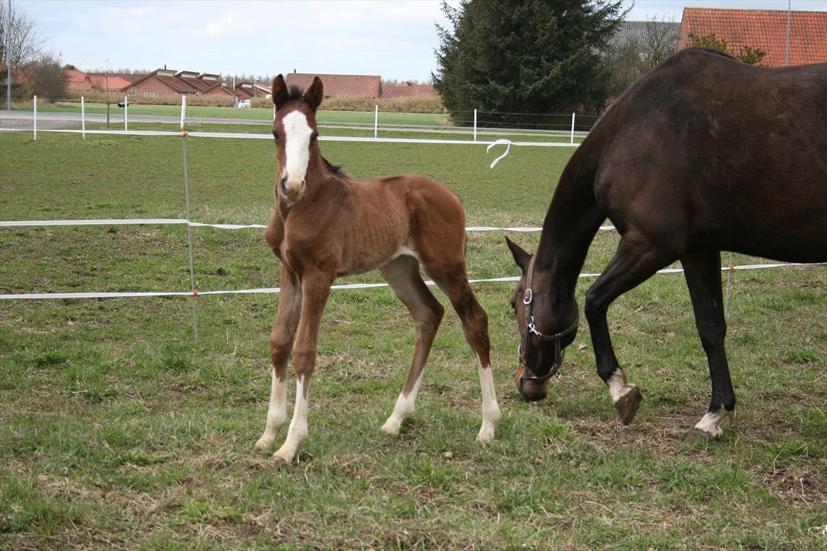Dansk Varmblod Don O'Nico R billede 5