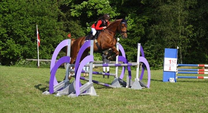 Dansk Varmblod Elmegårdens Akan billede 4