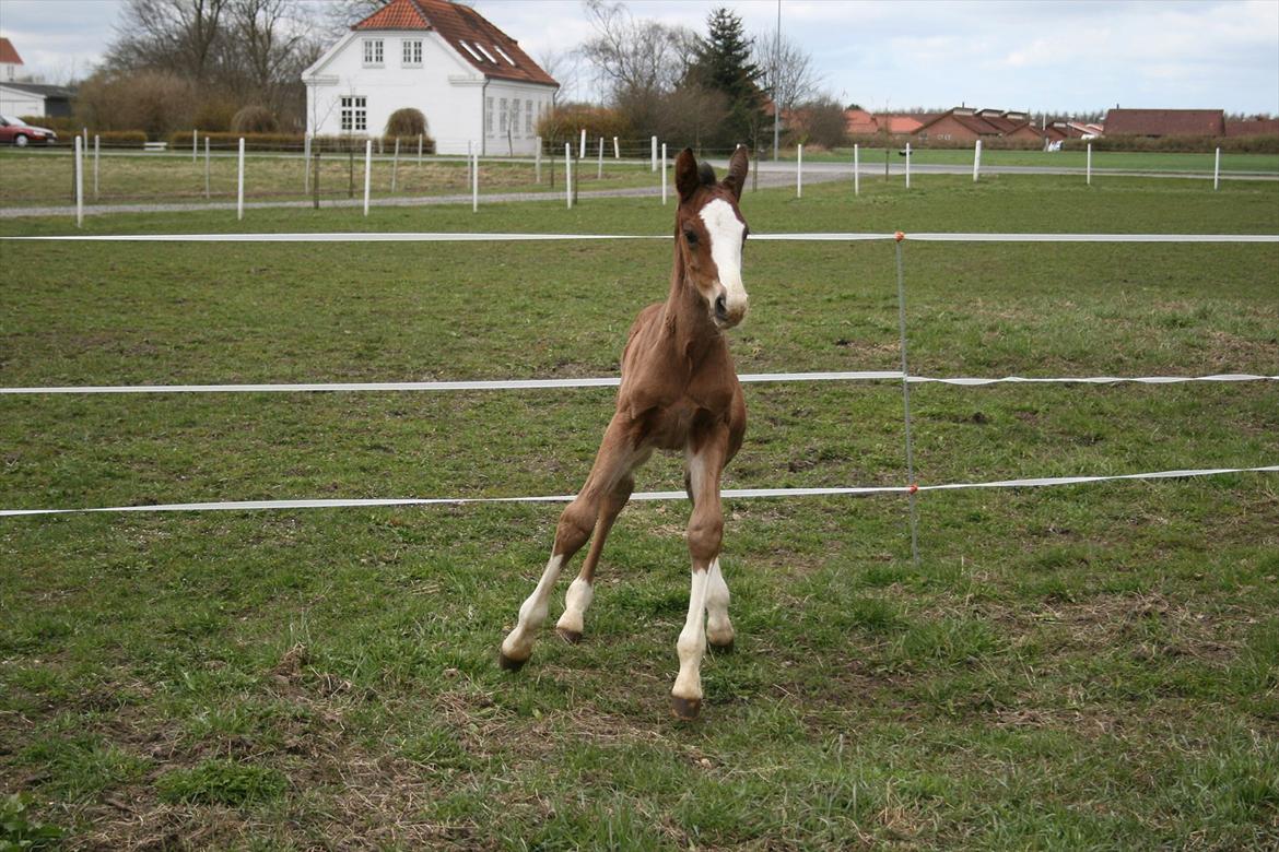 Dansk Varmblod Don O'Nico R billede 6