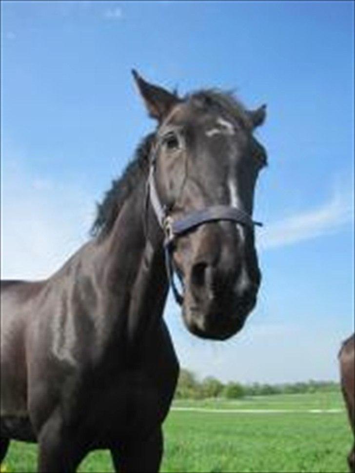 Anden særlig race Mowgli billede 5