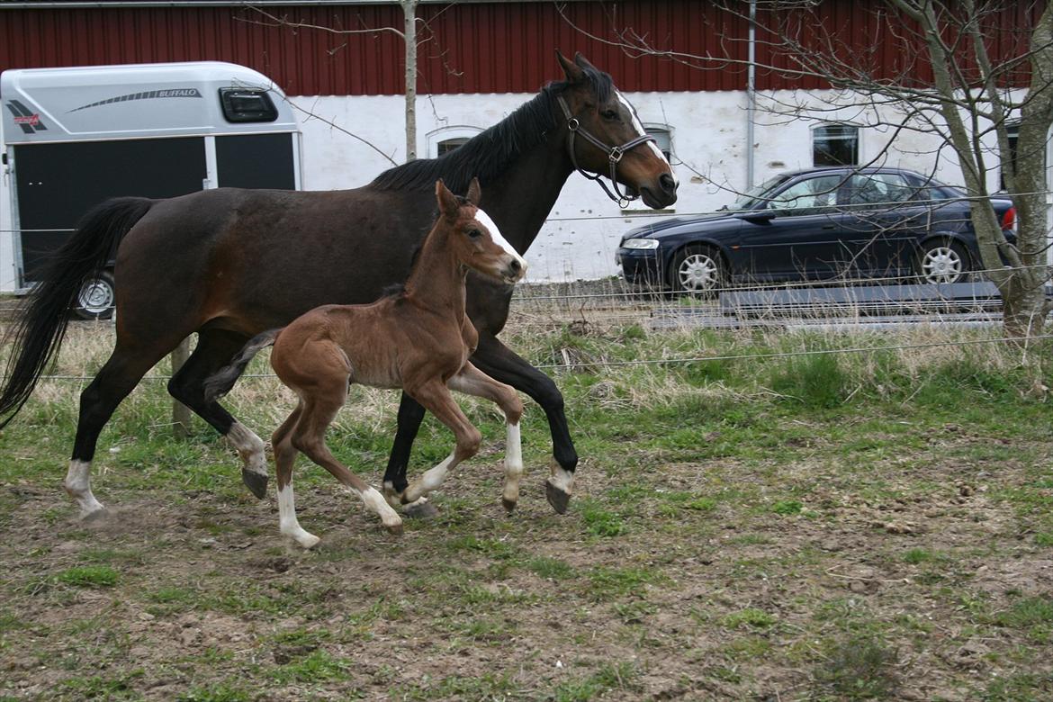 Dansk Varmblod Don O'Nico R billede 7