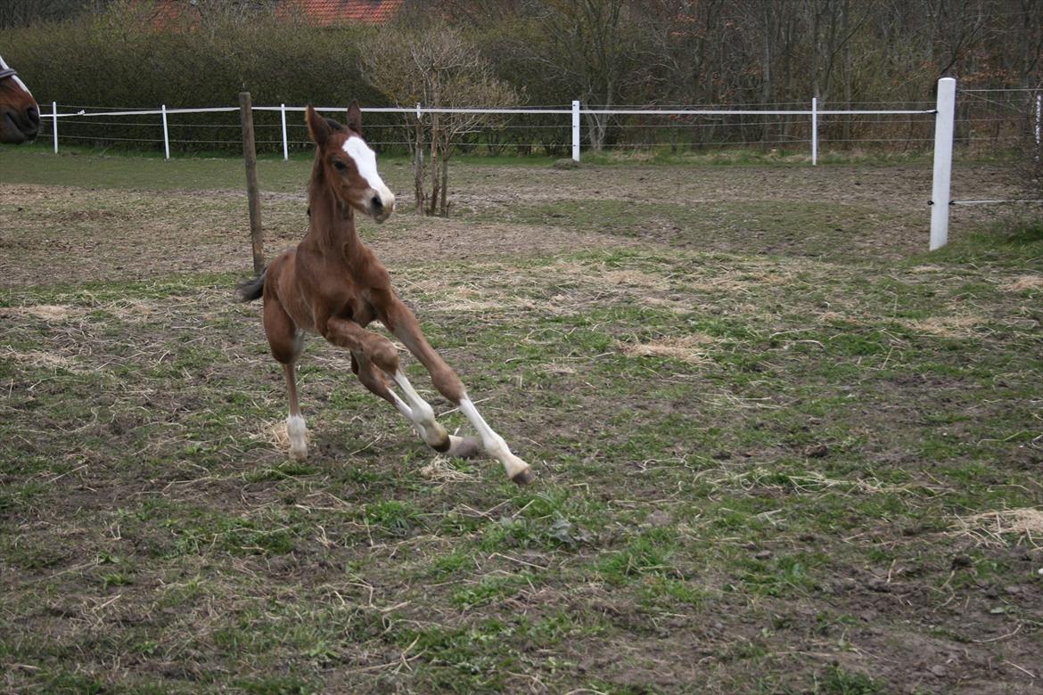 Dansk Varmblod Don O'Nico R billede 8