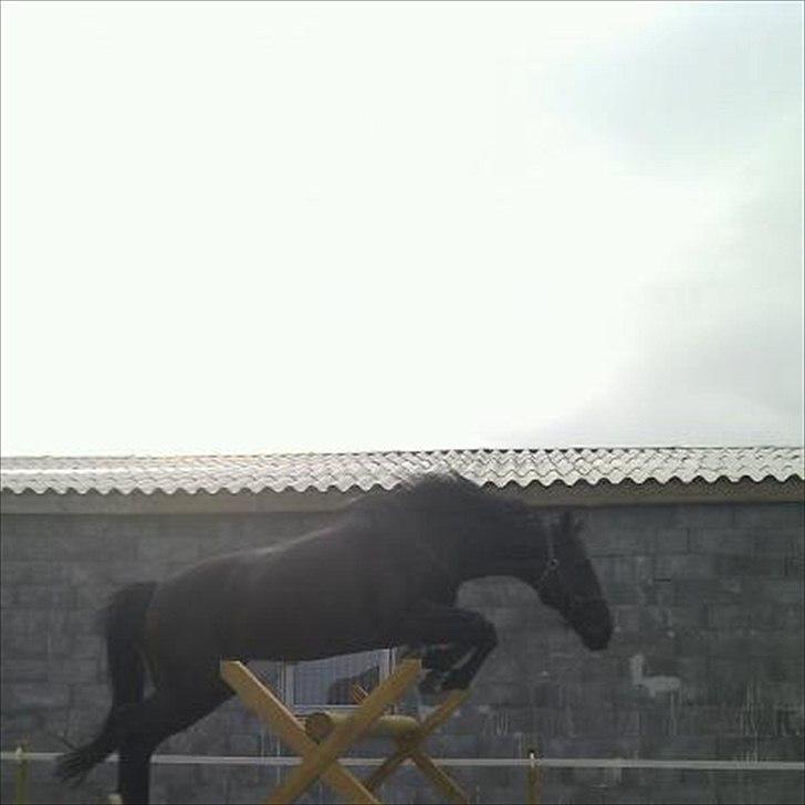 Anden særlig race Mowgli - han hopper meget gerne 1,30m han er slet ikke til at stoppe så meget elsker han det,,, billede 6