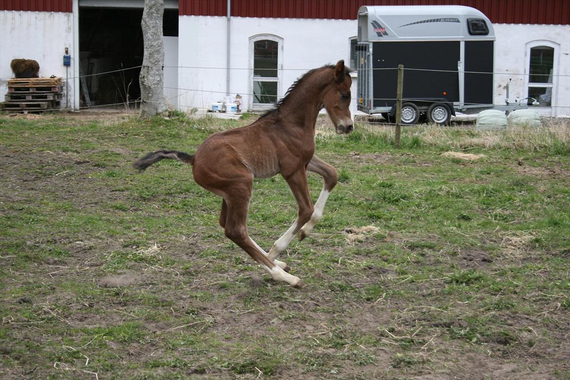Dansk Varmblod Don O'Nico R billede 9