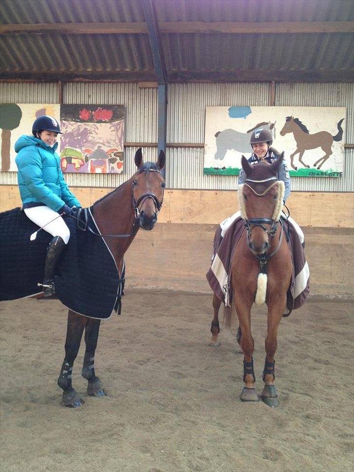 Dansk Varmblod Elmegårdens Akan billede 5