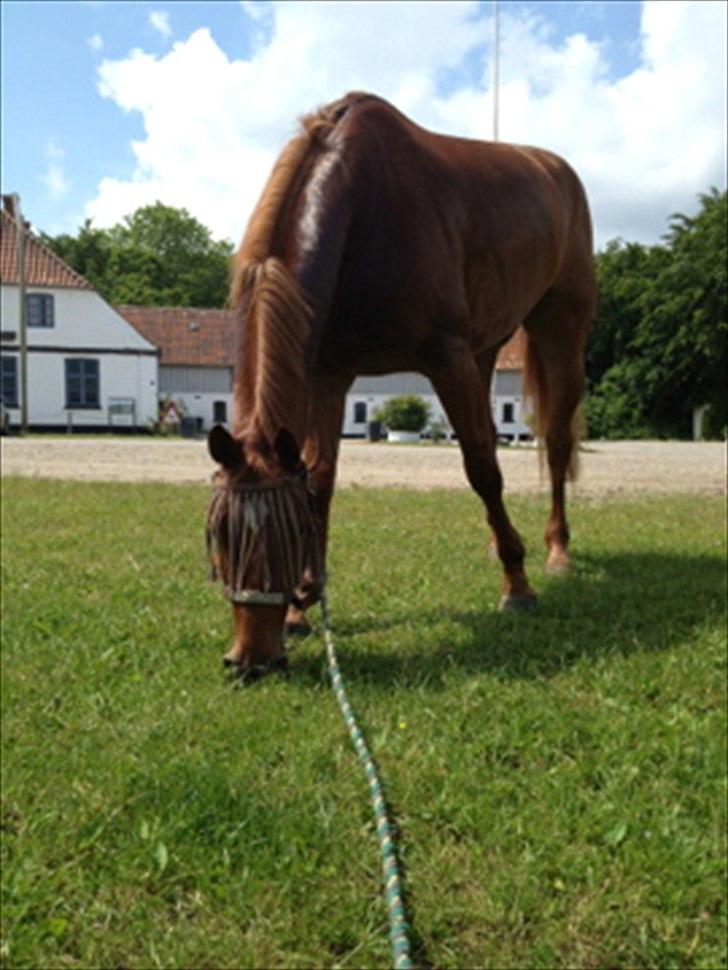 Dansk Varmblod Elmegårdens Akan billede 6