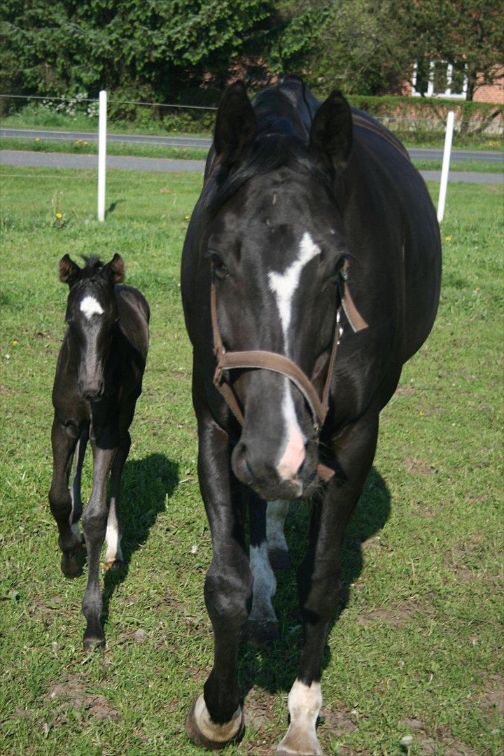 Dansk Varmblod Toscana billede 5