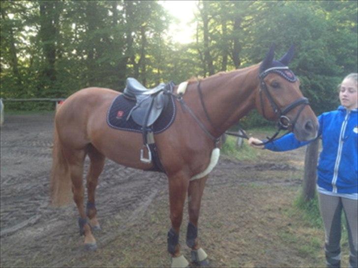 Dansk Varmblod Elmegårdens Akan billede 7