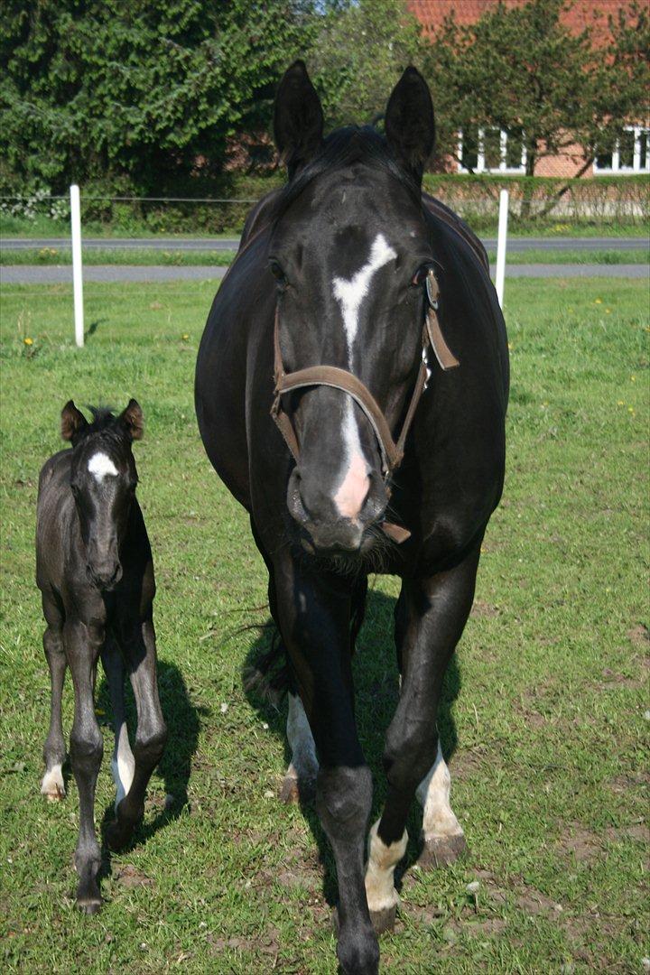 Dansk Varmblod Toscana billede 3