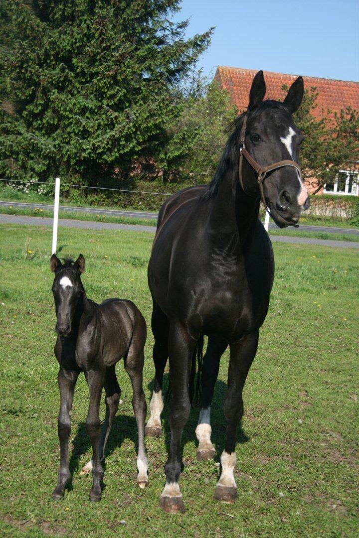 Dansk Varmblod Toscana billede 1