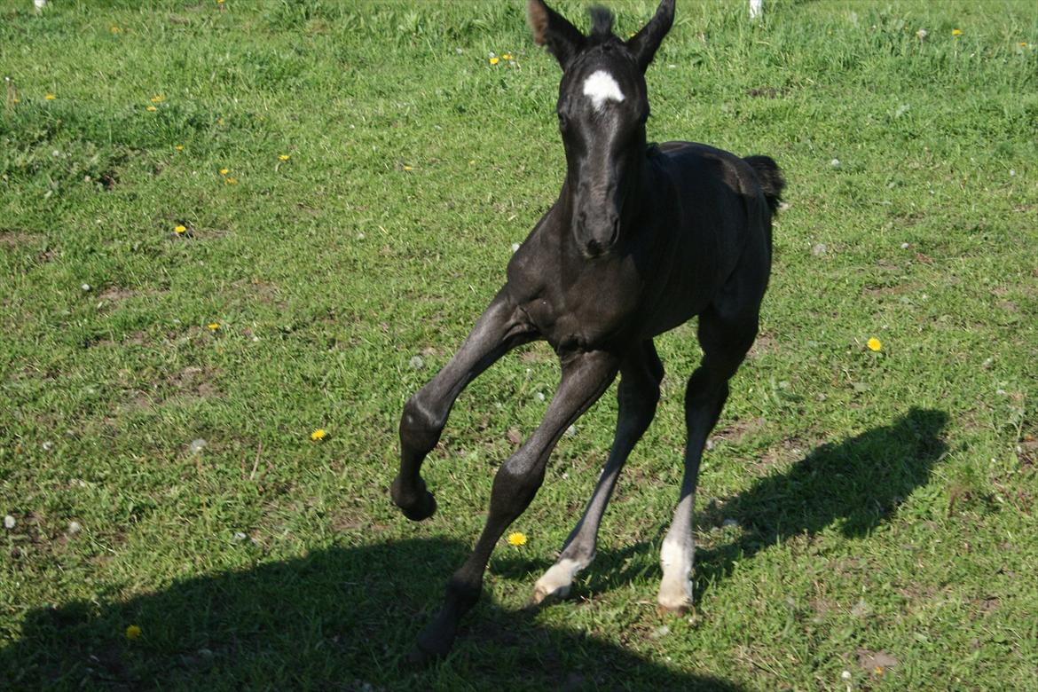 Dansk Varmblod Cezina R billede 2