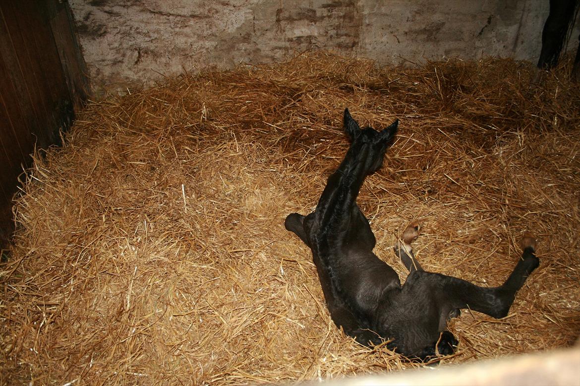 Dansk Varmblod Cezina R billede 4