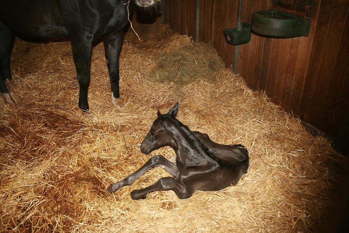 Dansk Varmblod Cezina R billede 5