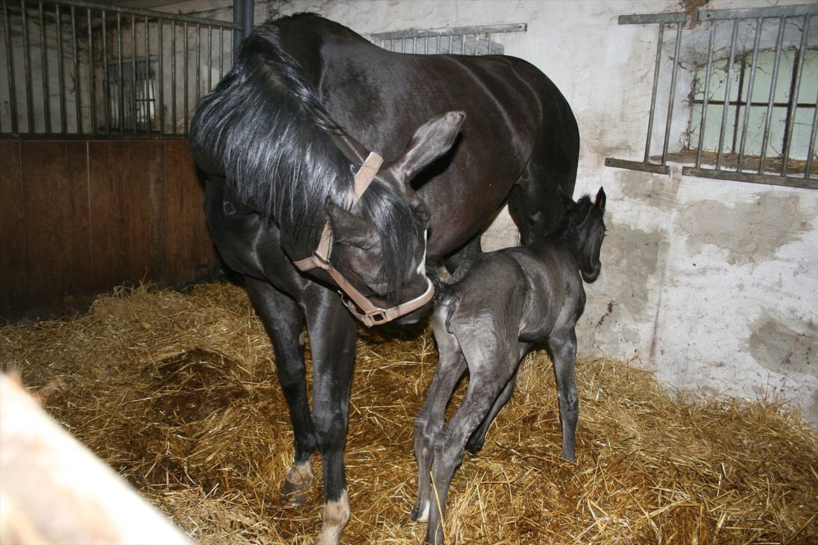 Dansk Varmblod Cezina R billede 6