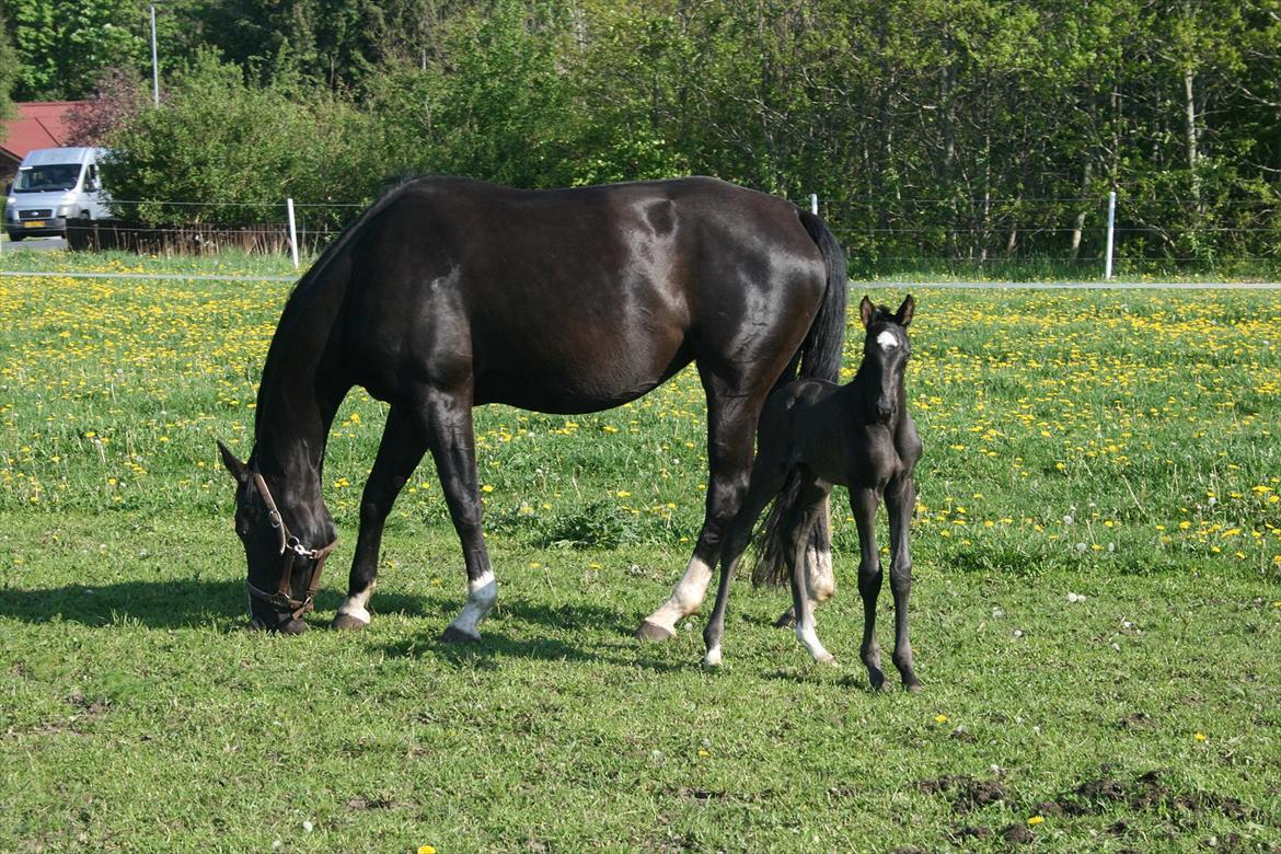 Dansk Varmblod Cezina R billede 8