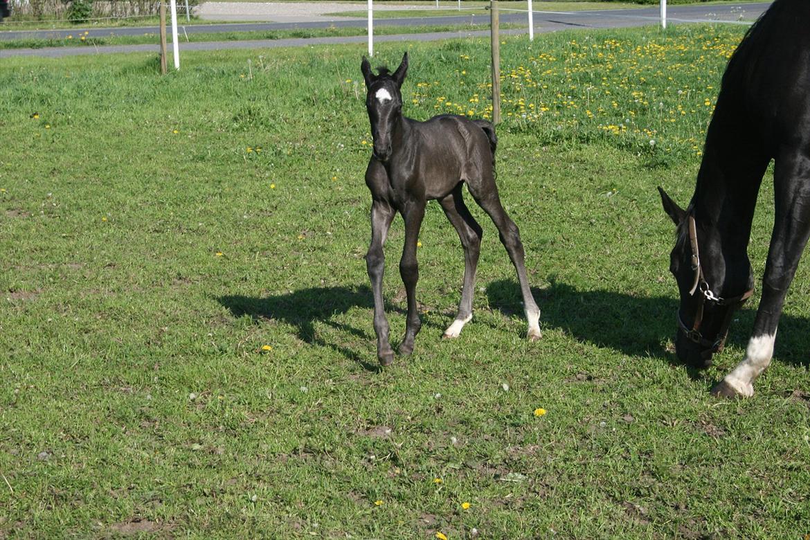 Dansk Varmblod Cezina R billede 9