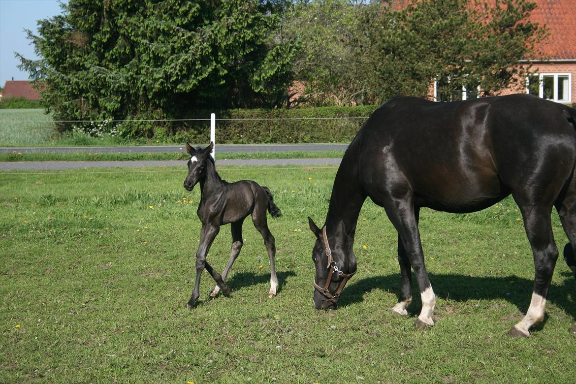 Dansk Varmblod Cezina R billede 10