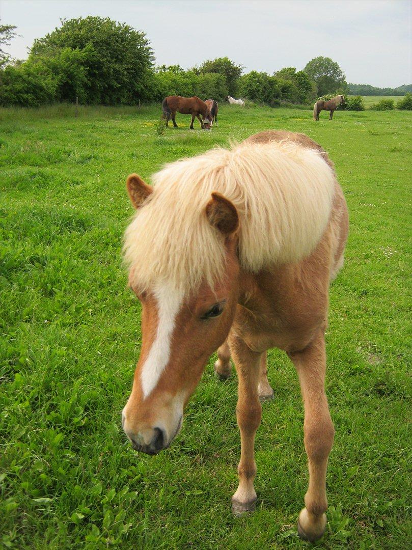 Islænder Steik Fra Ny Amtoftgaard - 12-6-12 billede 13