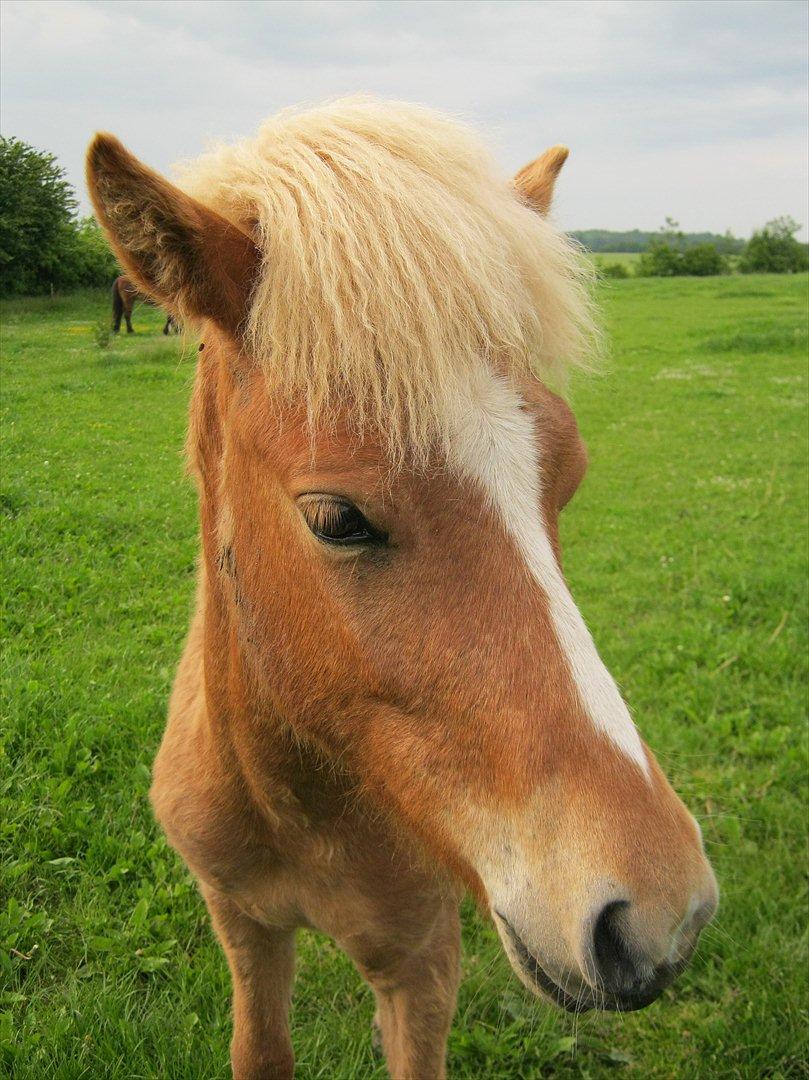 Islænder Steik Fra Ny Amtoftgaard - 12-6-12 billede 14