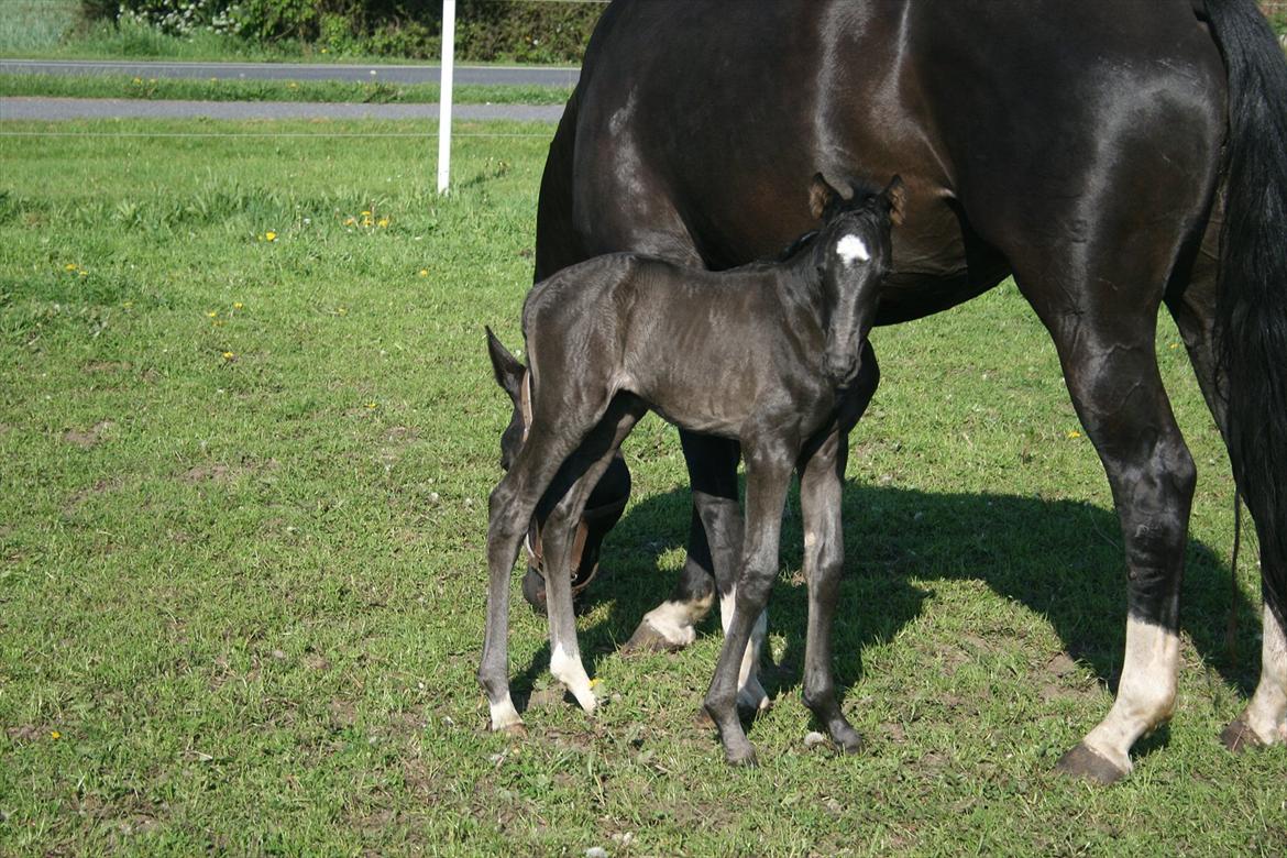 Dansk Varmblod Cezina R billede 3
