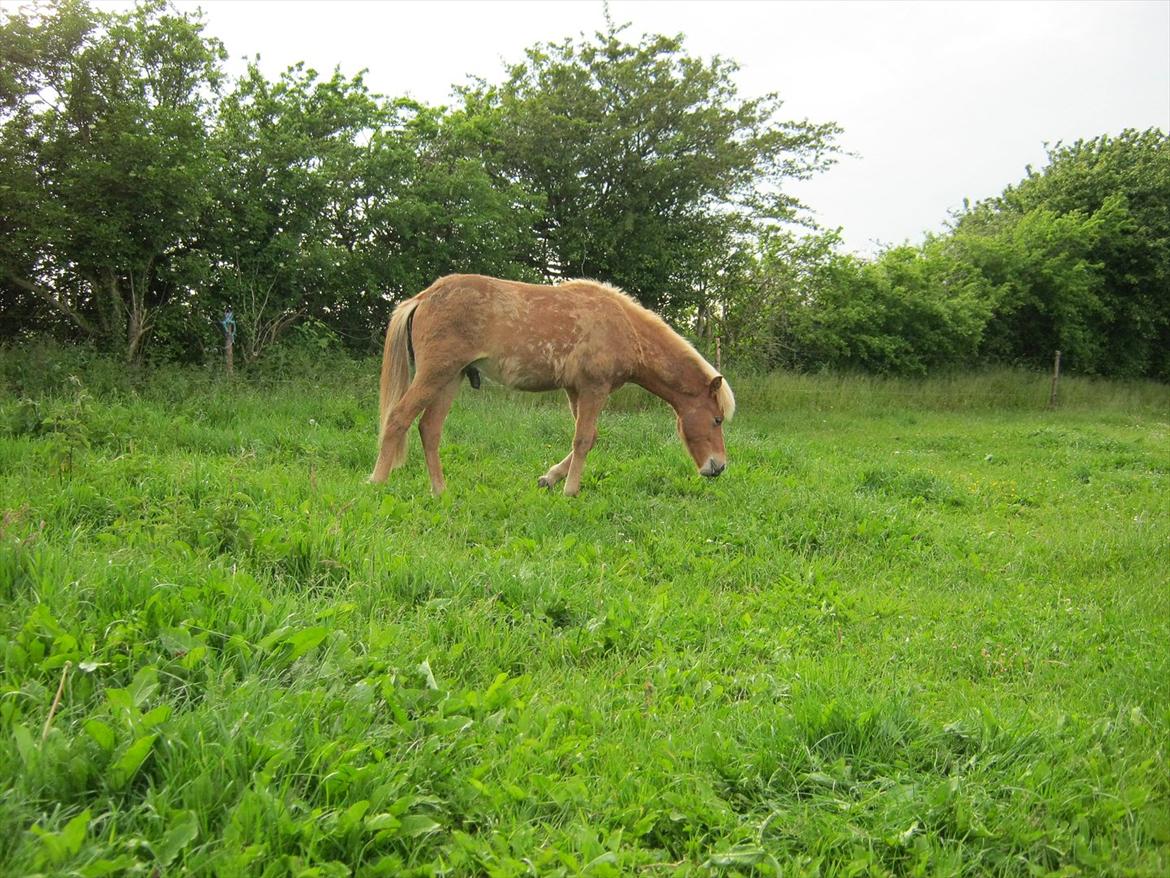 Islænder Steik Fra Ny Amtoftgaard - 12-6-12 billede 15