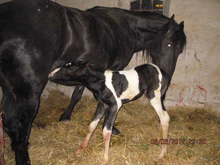 Barockpinto Teejay Liselund billede 11