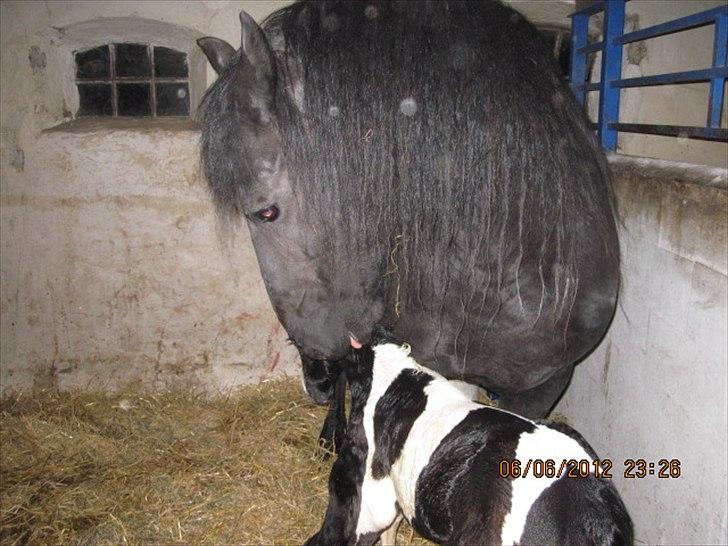 Barockpinto Teejay Liselund billede 13