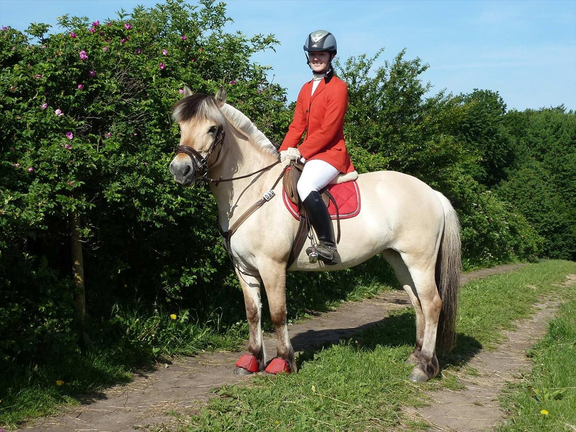 Fjordhest Heidi Træholt - Så har jeg efter lang tid fået opdateret lidt op Heidis profil (: Kig jer omkring på min dejlige pige (:  billede 1