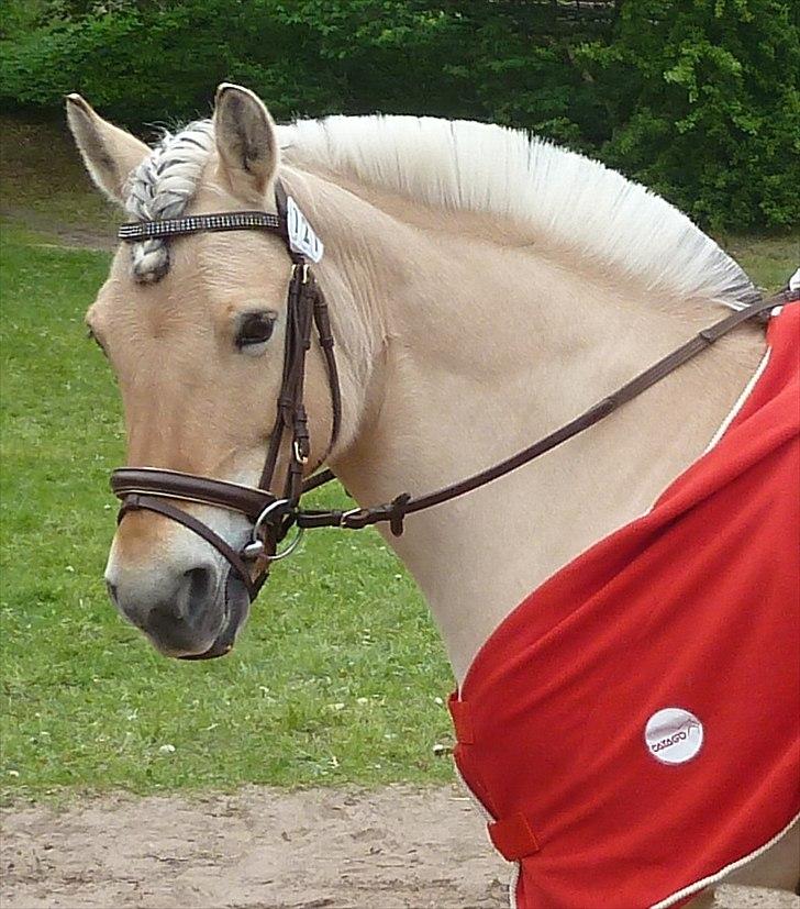 Fjordhest Heidi Træholt - Birken 2012, med sit nyvundet dækken inden LB2 dressur billede 20