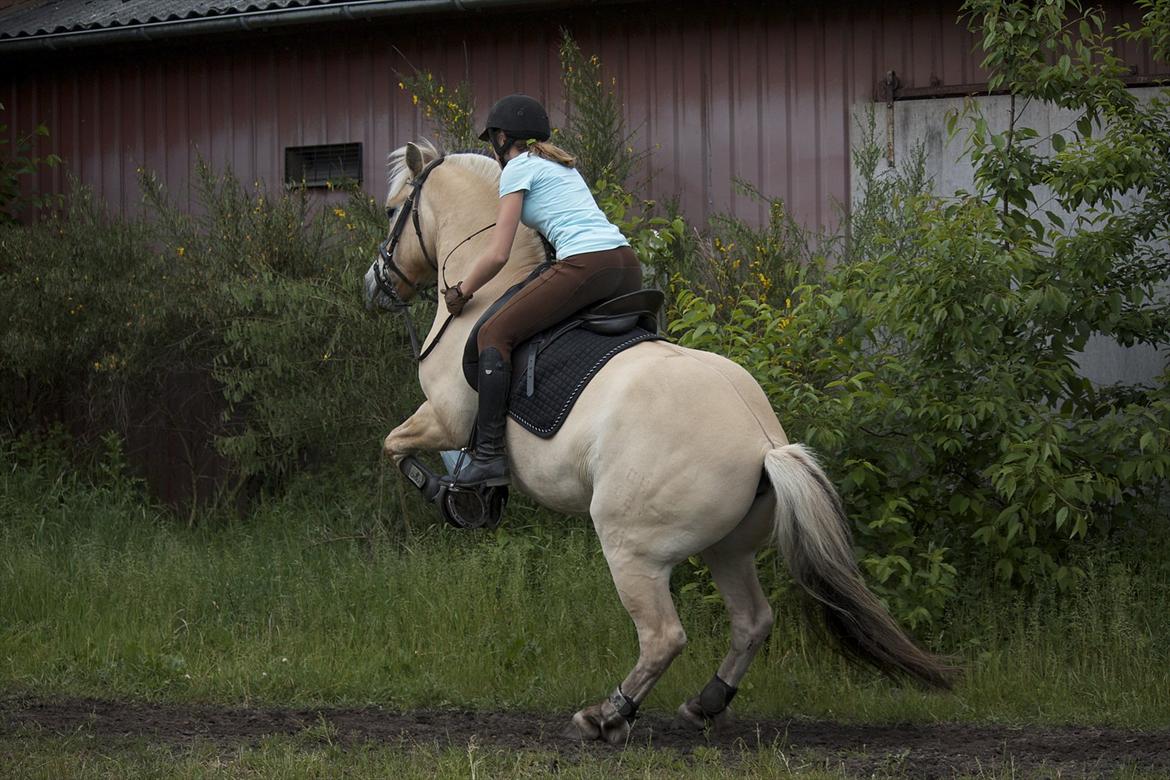 Fjordhest Ronaldo "Otto" Nordly -  Når dressur bliver lidt for meget efter ottos mening. Pony med sin helt egen mening :)  billede 5