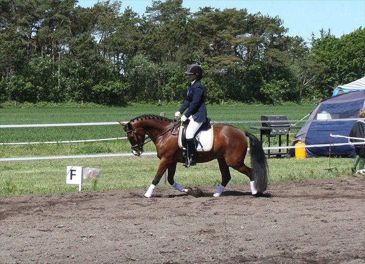 New Forest Holmens Rebus - Til vores første stævne ;-)
Foto: Tulle billede 15