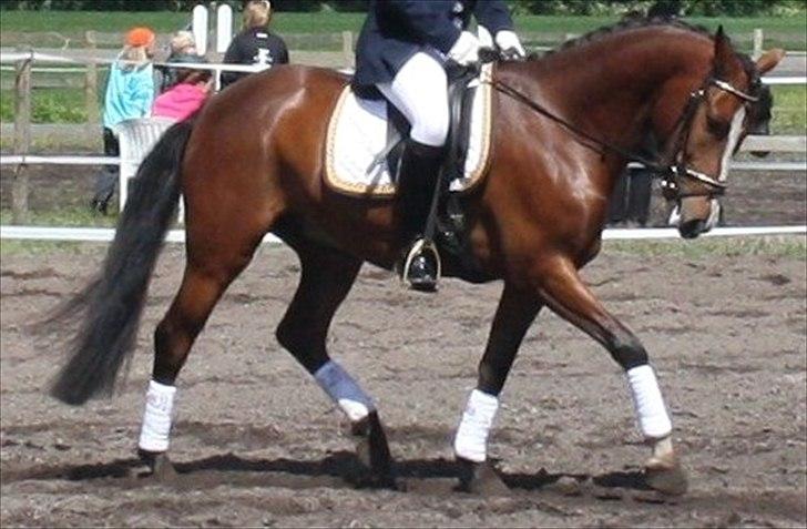 New Forest Holmens Rebus - Til vores første stævne ;-)
Foto: Tulle billede 1