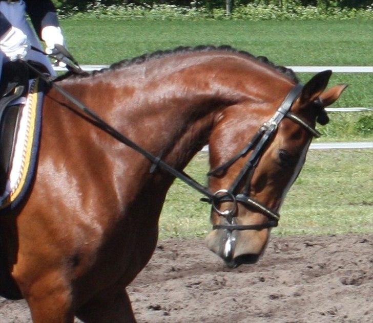 New Forest Holmens Rebus - Til vores første stævne ;-)
Foto: Tulle billede 2