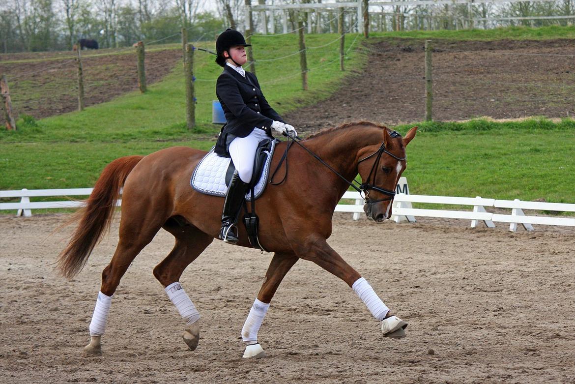 Dansk Varmblod Hecas Lazell - April 2012 © Julie Fisker billede 3