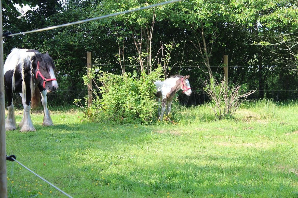 Irish Cob Haven´s Mella - Ej hvor sjovt at gå inde i hindbærbusken, den kan jeg rigtig jøde :o) billede 10